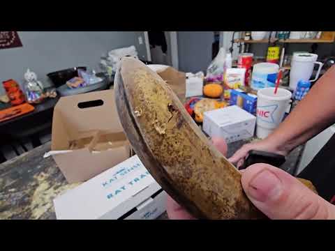 covered bait rat trap: Rat Trap, 6 Large Reusable Snap Traps for Mouse, Chipmunks, Indoor/Outdoor shown during my hands-on review